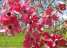 Kép 1/2 - Cornus florida Red giant / Virágos som