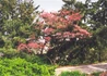 Kép 2/2 - Cornus florida Red giant / Virágos som
