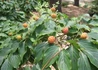 Kép 2/3 - Cornus kousa Big apple / Csillagsom