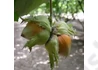 Kép 2/2 - Corylus avellana Nagy bőtermő / Nagy bőtermő étkezési mogyoró