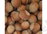 Kép 1/2 - Corylus avellana Nagy bőtermő / Nagy bőtermő étkezési mogyoró