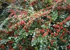 Kép 1/3 - Cotoneaster suecicus Coral Beauty / Svéd Madárbirs