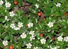 Kép 2/3 - Cotoneaster suecicus Coral Beauty / Svéd Madárbirs