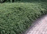 Kép 3/3 - Cotoneaster suecicus Coral Beauty / Svéd Madárbirs