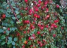 Kép 3/3 - Cotoneaster procumbens Queen of Carpet / Kúszó madárbirs