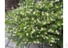Kép 1/3 - Cuphea hyssopifolia / Japánmirtusz Kuffea Fehér