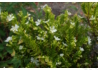 Kép 2/3 - Cuphea hyssopifolia / Japánmirtusz Kuffea Fehér