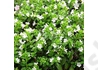 Kép 3/3 - Cuphea hyssopifolia / Japánmirtusz Kuffea Fehér