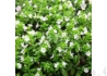 Kép 3/3 - Cuphea hyssopifolia / Japánmirtusz Kuffea Fehér