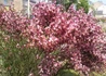 Kép 2/4 - Cytisus scoparius hollandia / Zanót Liláspiros