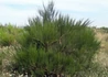 Kép 4/4 - Cytisus scoparius hollandia / Zanót Liláspiros