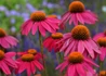 Kép 1/2 - Echinacea purpurea powwow Wild Berry / Bíbor kasvirág