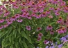 Kép 2/2 - Echinacea purpurea powwow Wild Berry / Bíbor kasvirág