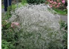 Kép 1/2 -  Gypsophila paniculata snowflake / Buglyos fátyolvirág