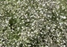 Kép 2/2 - Gypsophila paniculata snowflake / Buglyos fátyolvirág