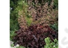 Kép 2/2 - Heuchera americana melting fire / Bíbor levelű tűzeső