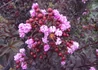 Kép 1/2 - Lagerstroemia indica black diamond purely purple / Kínai selyemmirtusz bordó levelű lila virágú