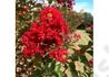 Kép 2/2 - Lagerstroemia indica Petite Red / Kínai selyemmirtusz piros