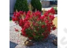 Kép 1/2 - Lagerstroemia indica Petite Red / Kínai selyemmirtusz piros