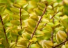Kép 2/3 - Lonicera nitida Baggesen's gold / Örökzöld mirtuszlonc Sárga levelű