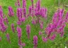 Kép 1/3 - Lythrum salicaria / Réti füzény