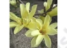 Kép 1/2 - Magnolia Acuminata x Denudata Elizabeth / Sárga virágú liliomfa