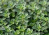 Kép 1/2 - Majorana hortensis / Majoranna