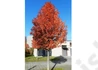 Kép 5/5 - Malus trilobata / Oszlopos díszalma