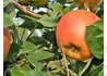 Kép 1/2 - Malus domestica Téli arany parmen / Téli arany parmen alma