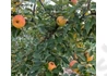 Kép 2/2 - Malus domestica Téli arany parmen / Téli arany parmen alma