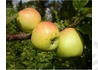 Kép 2/2 - Malus domestica Nyári fontos /Nyári fontos alma