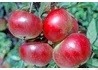 Kép 1/2 - Malus domestica Téli piros pogácsa / Téli piros pogácsa alma