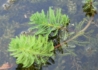 Kép 2/3 - Myriophyllum aquaticum / Süllőhínár