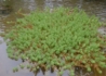 Kép 3/3 - Myriophyllum aquaticum / Süllőhínár