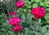 Kép 1/2 - Paeonia lactiflora Karl Rosenfield / Lágyszárú bazsarózsa bordó