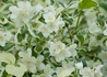Kép 1/2 - Philadelphus coronarius Variegatus / Tarka levelű illatos jezsámen 