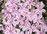 Kép 1/2 - Phlox subulata kimono pink white /Árlevelű lángvirág tarka