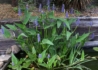 Kép 1/3 - Pontederia cordata / Tömött sellővirág, Szívlevelű vízijácint