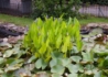 Kép 3/3 - Pontederia cordata / Tömött sellővirág, Szívlevelű vízijácint