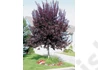Kép 1/3 - Prunus virginiana canada red / Vörös levelű májusfa