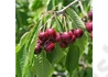 Kép 2/2 - Prunus avium Bing / Bing cseresznye