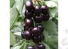 Kép 2/2 - Prunus avium Kordia / Kordia cseresznye