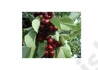 Kép 2/2 - Prunus avium Sam / Sam cseresznye