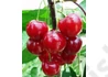 Kép 1/2 - Prunus cerasus Favorit / Favorit meggy
