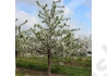 Kép 2/2 - Prunus cerasus Favorit / Favorit meggy