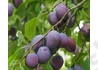 Kép 2/2 - Prunus domestica Herman / Herman szilva 