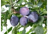 Kép 1/2 - Prunus domestica Herman / Herman szilva 
