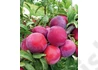 Kép 1/2 - Prunus domestica Sangue di Drago / Sangue di Drago japán szilva