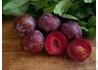 Kép 2/2 - Prunus domestica Sangue di Drago / Sangue di Drago japán szilva