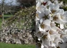 Kép 1/3 - Prunus subhirtella pendula / Csüngő koronájú díszcseresznye